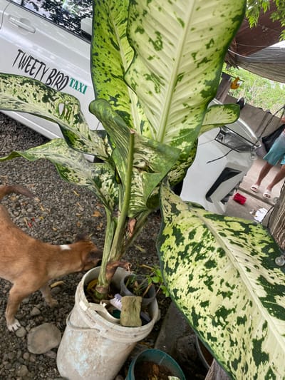 The image shows a medium-sized variegated Dieffenbachia plant in the foreground, obscuring a white vehicle with "TWEETY BIRD TAXI" printed on its side. A person's feet are visible near the vehicle. A brown dog with a white chest is sniffing around a tipped-over, off-white bucket near the plant. The ground is covered in gravel. The location is Hijo, Philippines.
