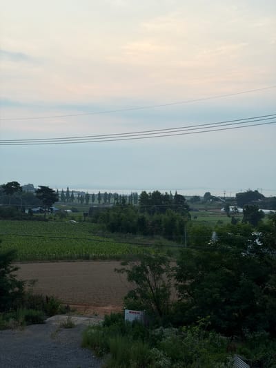 A high-angle, eye-level, medium outdoor shot shows a rural landscape under a hazy, pale sky with scattered, soft clouds. In the foreground, a gravel path leads toward a brown, tilled field. To the left and right of the path are lush green vegetation and trees, with some white wildflowers interspersed. A white sign with red text is visible on the right side of the path, near the edge of the vegetation.
Beyond the foreground field, a large, vibrant green crop field stretches across the middle ground, with a section of tilled earth visible to its left. In the distance, scattered houses and buildings are nestled among trees, and a line of tall, conical trees forms a distinct border. Further in the background, the sky meets a hazy horizon, suggesting the presence of water or a distant landmass. Power lines traverse the upper portion of the image horizontally. The overall scene depicts a serene, agricultural setting in the outskirts of Dangjin-si, South Korea.