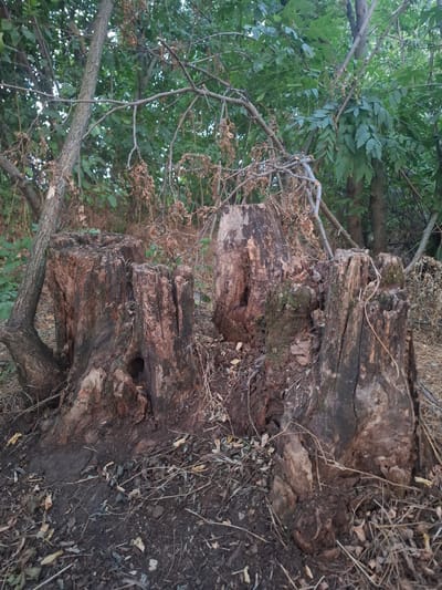 The image shows several large, weathered tree stumps in a wooded area. The stumps are rough and textured, with visible cracks and holes. They are surrounded by dry leaves, twigs, and dark soil. In the background, a dense canopy of green leaves from trees creates a shaded environment. The lighting suggests it is either early morning or late afternoon. There are no people or animals visible in the image. The scene appears to be located in a natural, undeveloped area, consistent with a rural or park-like setting. The description provided does not include specific details about the city of Topaly, Ukraine, as this information is not derivable from the visual content of the image itself.