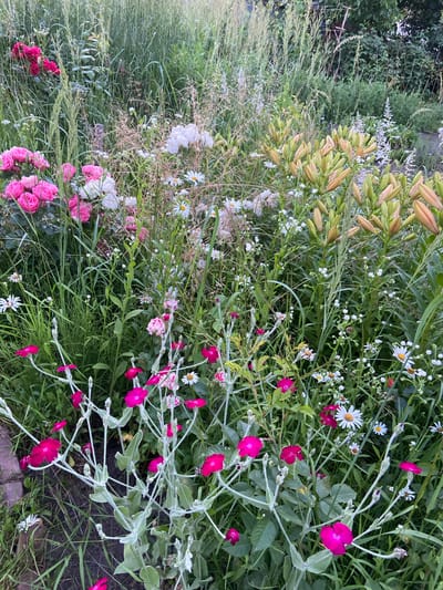 The image shows a close-up of a lush, overgrown garden in a rural setting, likely in Салонскі сельскі Савет, Belarus. The garden is filled with a variety of flowers and greenery. Prominent are clusters of pink roses and deep pink, star-shaped flowers with silvery stems. Interspersed among these are white daisies and buds of orange or pink lilies. The overall impression is one of abundance and wildness, with plants growing together in a dense, untamed manner. The lighting suggests it could be late afternoon or early evening, with a soft, diffused light casting gentle shadows. The ground beneath the plants is mostly obscured by grass and fallen leaves. There is no visible text in the image, nor any people or specific objects that would indicate a particular event. The scene evokes a feeling of natural beauty and tranquility.