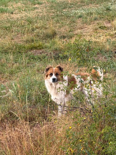 A medium-sized dog with white and brown fur stands in a grassy field. The dog is facing the camera and appears to be looking directly at the viewer. The field is overgrown with tall grass and some small bushes. The lighting suggests it is daytime. The location is the city of Yurukovo, Bulgaria.