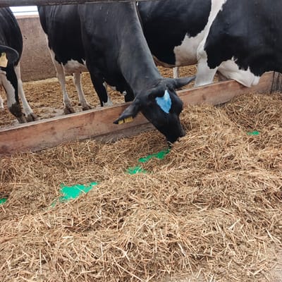 This image shows a close-up view of cows in a feeding trough filled with hay. The cows are black and white Holsteins, and one has a blue marking on its forehead. They are eating from the trough, which is made of wood. The ground is covered in hay and dirt. The scene appears to be in a barn or farm. There is no indication of the city of Orlovka, Russia.