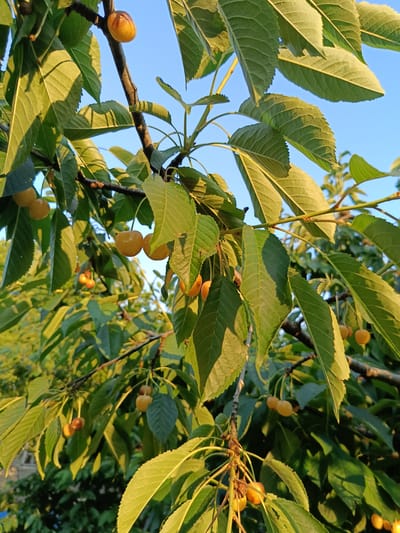 The image captures a close-up view of a cherry tree branch laden with ripe yellow cherries and abundant green leaves, set against a clear blue sky. The sunlight casts warm highlights and shadows across the foliage, suggesting it is either early morning or late afternoon. The branches are dark and textured, supporting clusters of cherries that are a pale yellow color, some appearing almost translucent with the light shining through them. A few of the cherries show hints of red blush, indicating their ripeness. The leaves are broad and veined, with serrated edges, typical of cherry trees. The overall scene evokes a sense of natural beauty and the bounty of a fruit-bearing tree. The location is identified as Novoselytsia, Ukraine, implying an outdoor, likely rural or garden setting. There is no visible text in the image. The photograph focuses on the natural elements of the tree and its fruit, with no people or man-made structures prominently featured. The clear sky and the natural lighting contribute to a peaceful and serene atmosphere.