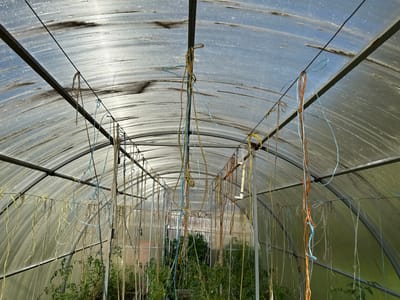The image depicts the interior of a greenhouse. The structure has a curved, transparent plastic roof supported by a metal frame. Various colored ropes and strings hang down from the frame, some tied in loops or knots. Beneath the strings, rows of green plants, possibly tomato plants, are visible growing. The lighting suggests it is daytime, with sunlight filtering through the translucent roof. The location is specified as Ovsyanka, Russia. There are no people visible in the image.