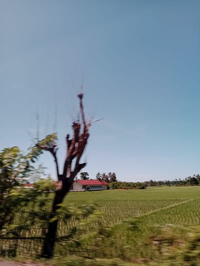 The image captures a scene in Paloh Teungoh, Indonesia, likely taken from a moving vehicle. A large, bare tree with some green foliage is prominently featured in the foreground, blurred due to the motion. Behind the tree, a green rice field stretches into the distance. A building with a red roof is visible amidst the greenery. The sky is clear and blue. Coconut trees dot the horizon. The overall impression is that of a rural landscape observed from a moving vehicle.