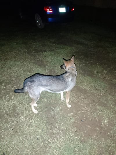 In Alagbado, Nigeria, at night, a medium-sized dog with tan and gray fur stands on a patch of grass and dirt. The dog is facing away from the camera, looking to the left. Its tail is down and its ears are pointed up. In the background, a dark blue car is partially visible, with its taillights illuminated. The car is parked on a dirt road or paved area. The environment appears to be an outdoor setting, possibly a residential area or a street, given the presence of a car and the ground cover. The lighting suggests it is dark, with artificial light from the car contributing to the visibility.