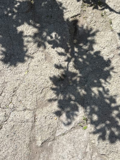 The image shows a close-up, overhead view of a cracked concrete surface with tree shadows cast upon it. Small green shoots are visible in some of the cracks. A single green leaf rests on the concrete. The scene appears to be outdoors, suggesting a location within the city of Jrarat, Armenia, likely on a street or pathway where trees are present. There are no people or animals visible in the image. The lighting indicates a sunny day.