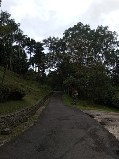 A paved road cuts through a verdant landscape under an overcast sky. Lush vegetation, including tall trees and a grassy embankment reinforced with a stone wall, lines the road. A "do not enter" sign stands beside the road. The asphalt surface appears dark, and a paved area with puddles suggests recent rain. The scene evokes a sense of tranquility and nature.