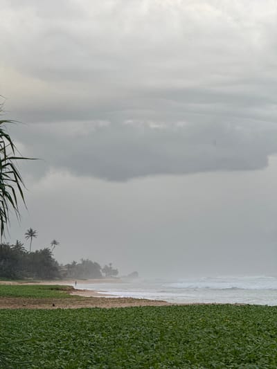 A beach scene in Koggala, Sri Lanka, features a foreground of dense green vegetation, transitioning to a sandy beach with a few scattered dark figures. A person is walking on the beach near the water's edge, accompanied by a dog. Palm trees and tropical foliage line the shore, with a few buildings visible among the trees. The ocean exhibits moderate waves, and the sky is overcast with heavy, gray clouds, suggesting a potentially rainy or foggy atmosphere. A large rock formation is visible in the distance on the right side of the image.