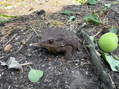 The image shows a toad on the ground in Makyshyn, Ukraine. The toad is brown and bumpy, with orange eyes. It is sitting on dark soil mixed with dried leaves and twigs. A round, green object, possibly a fruit or berry, is to the right of the toad, along with some green leaves and a thick twig. The background is blurred, but appears to be more vegetation and dry grass.