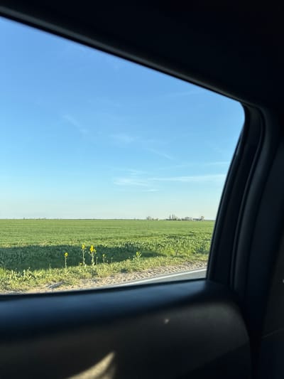 The image shows a view from inside a vehicle, possibly a car, looking out the window. The location appears to be a rural area in Ruma Municipality, Serbia, with a flat landscape composed of fields. The sky is clear and blue, and the edge of a cultivated field borders what appears to be a roadside. Yellow wildflowers are growing along the roadside edge. The interior of the vehicle is visible in the frame, obscuring parts of the outdoor scene. No people are visible in the frame. The horizon line is clear and straight.