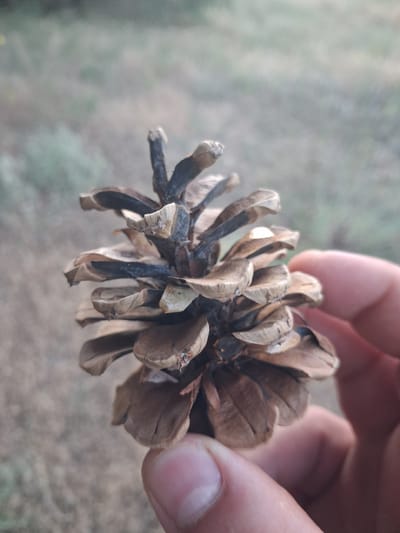 A close-up shot captures a dried pinecone being held by a hand. The pinecone, with its woody scales and dark brown coloration, is the central subject. The hand, with visible fingernails, is positioned to the right and bottom of the frame, gently supporting the pinecone. The background is a soft blur of muted greens and browns, suggesting an outdoor environment, possibly a park or natural area. The lighting indicates it might be late afternoon or early morning due to the soft, diffused light. The location is not specified in the image.