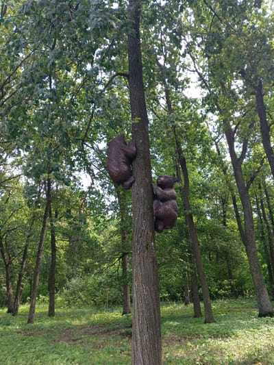 The image depicts a park in the city of Tolbazy, Russia, featuring a thick forest with tall trees and lush green undergrowth. Two dark brown bear sculptures are affixed to the trunk of a large tree in the foreground. The bear closer to the top of the image is positioned higher and appears to be climbing upwards, while the second bear is situated below and to the right, also in a climbing pose. The forest floor is covered with dense green grass and scattered leaves. Sunlight filters through the canopy, creating dappled light on the ground. The scene conveys a playful and naturalistic ambiance.