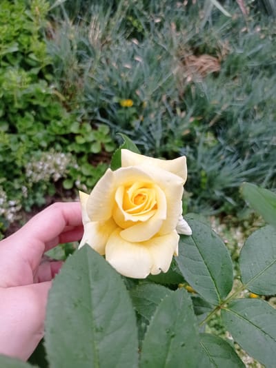 In an outdoor setting, a close-up shot focuses on a yellow rose, held by a person's hand. The hand, with visible skin texture and a light complexion, gently supports the rose's petals. The rose is a vibrant yellow, with its center tightly furled and petals gradually unfurling outwards. Water droplets are visible on the rose petals and the surrounding green leaves. The background consists of lush green foliage, with variations in leaf shapes and textures, suggesting a garden environment. The image is taken in Kubanskiy, Russia, on a day with overcast lighting, creating soft shadows and enhancing the saturation of the colors.