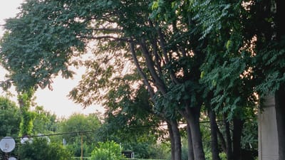 The image depicts a street-level view of a densely vegetated area, likely a residential street in Kaka, Turkmenistan. The foreground is dominated by the thick, leafy canopy of mature trees with dark, textured bark, their branches silhouetted against a pale, hazy sky. Sunlight filters through the leaves, creating dappled patterns and illuminating some of the lighter green foliage and clusters of small, light green seed pods.
Beneath the trees, a tangle of various green plants and bushes is visible, suggesting a somewhat overgrown or naturalistic landscape. A prominent, thick vine with bright green leaves is wrapped around a tree trunk on the left side of the frame, adding to the lushness. In the middle ground, a series of satellite dishes are mounted on poles, hinting at residential infrastructure. One dish is a stark white, circular disc, while another is smaller and also white. Flimsy metal poles and wires are interspersed among the vegetation.
Further in the background, more trees and greenery form a dense wall of vegetation, with no distinct buildings or man-made structures clearly visible. The overall impression is one of a verdant, possibly somewhat unkempt, urban or suburban environment. The light suggests it may be late afternoon or early morning, with the sun positioned low in the sky. There are no people or animals present in the image.