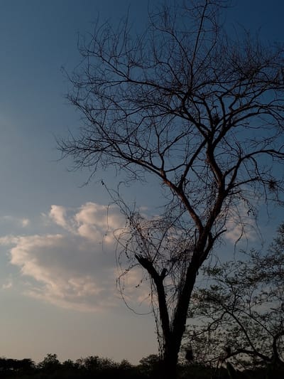 This vertical image captures a stark natural landscape, dominated by a large, deciduous tree silhouetted against a twilight sky, likely at dusk or dawn. The bare tree, positioned prominently in the central and right portions of the frame, displays an intricate network of dark, leafless branches reaching towards the sky. Several vines or creepers are visible, clinging to and wrapping around the main tree's trunk and lower branches.
The sky exhibits a clear gradient, transitioning from a deep, rich blue at the top to a lighter, almost golden hue near the horizon. Scattered cumulus clouds, illuminated from below, are visible in the middle-left portion of the sky, adding texture to the background. Along the bottom of the frame, a dense line of dark, silhouetted foliage and smaller trees defines the horizon, suggesting a natural or rural setting in Parroquia Ocumare, Venezuela.
The scene conveys a sense of quietude and the stark beauty of nature. There are no people, explicit activities, or man-made structures visible. No text is present in the image.