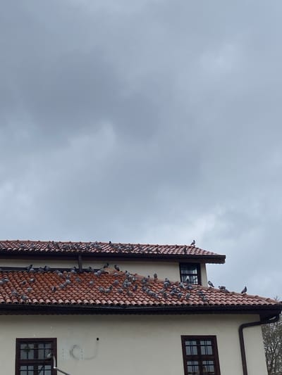 The image shows a building with two sections of tiled roofing, each covered in numerous pigeons. The building appears to have light-colored walls and dark-framed windows. The sky is overcast. The location is Karatay, Turkey.