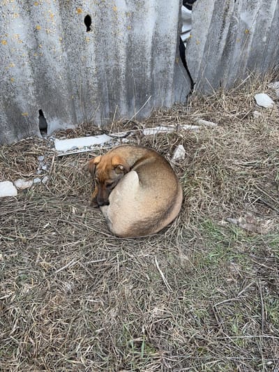 In the city of Bessergenovka, Russia, an outdoor scene features a single, medium-sized dog resting on the ground. The dog, exhibiting light brown and dark brown fur, is curled tightly into a defensive position, with its head tucked against its body, indicating a state of rest or sleep. It lies on a sparse layer of dry, light brown grass mixed with bare soil and scattered small pieces of light-colored debris, possibly fragments of concrete or plaster. Immediately behind the dog stands a weathered, corrugated grey panel, likely part of a fence or wall, showing signs of significant deterioration. This panel displays a large irregular hole on the left side, a smaller keyhole-shaped hole centrally located, and a prominent vertical crack splitting two sections on the right. Yellowish discoloration, consistent with moss or lichen growth, is visible on the panel's surface. No other individuals or animals are present in the frame.