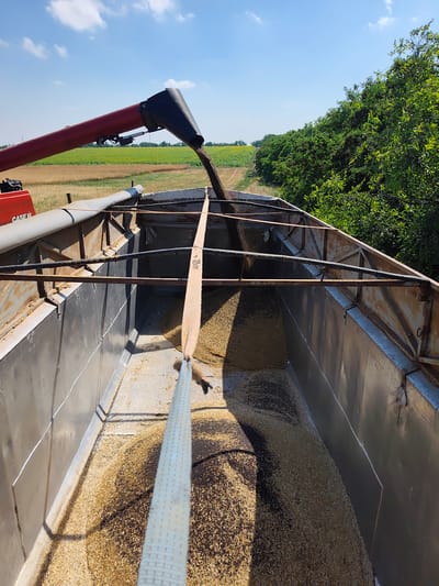 The image captures an agricultural scene where a combine harvester, partially visible on the left with "CASE IH" branding, is unloading grain into a trailer. The grain, a light golden color, is being funneled from the combine's auger into the trailer, which is already partially filled. The trailer is constructed of metal and shows signs of use. A beige strap is visible running from the top of the trailer and extending downwards, secured to an unseen point. The environment is rural, with fields of crops, possibly wheat and sunflowers, stretching into the distance under a bright blue sky with scattered white clouds. A line of dense green trees borders the right side of the frame. The scene is consistent with a harvest operation in an agricultural region.