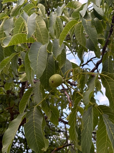The image displays a close-up, upward view into the dense, vibrant green foliage of a walnut tree (Juglans genus) in Vrnjacka Banja Municipality, Serbia. A single, spherical to slightly ovoid, unripe green walnut fruit is prominently featured in the central-left area, attached to a slender stem. The tree's pinnately compound leaves are various shades of green, ranging from lighter lime to darker olive, and exhibit distinct venation with a prominent central midrib and parallel secondary veins. Some leaves show minor irregularities or small tears along their edges. Interspersed among the leaves are sections of dark brown, textured branches. Through gaps in the canopy, patches of a light blue sky with some soft white clouds are visible, particularly in the upper right and lower sections. The scene is illuminated by natural daylight. No individuals, animals, or man-made structures are present.