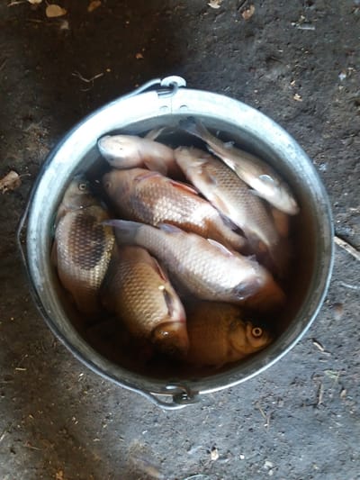A galvanized metal bucket is filled with several dead fish. The bucket is sitting on dark, uneven ground with scattered leaves and debris. The fish appear to be small to medium-sized and are submerged in a murky liquid. The scene is likely outdoors, possibly in a rural area given the ground and debris. The image captures a close-up view of the bucket and its contents, with the background out of focus. The lighting suggests it is daytime.