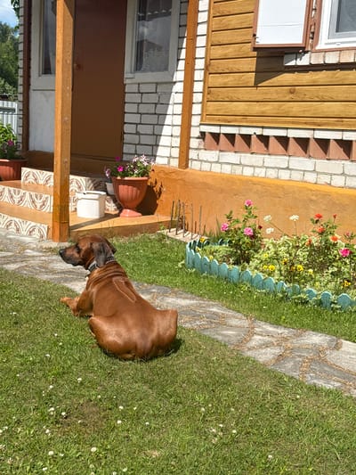 A brown dog with a black collar is lying on a patch of green grass next to a stone path. The dog is facing towards the left of the frame and its head is down. Behind the dog, there is a house with wooden siding and white brick. There are flower beds with small colorful flowers along the side of the house. The scene appears to be outdoors on a sunny day. The image appears to be taken in Russia, possibly in Bolshoe Kozino. There is no visible text in the image.