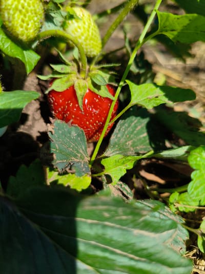 This close-up media file showcases a ripening strawberry plant in a garden setting. The primary subject is a single, bright red strawberry, prominently featured in the center of the frame. Its surface is dotted with tiny seeds, and it appears plump and juicy, reflecting the sunlight. Surrounding the ripe berry are several unripe strawberries, still green and smaller in size, clustered together at the top left of the image.
The scene is rich with foliage. Lush green leaves, some larger and some smaller, create a dense canopy around the fruit. Many of the leaves show signs of natural wear and tear, with some edges appearing slightly tattered or dusty, indicating an outdoor environment. The ground beneath the plant is a mix of dark soil and dried plant matter, suggesting a natural garden bed. A thin, green stem, fuzzy with fine hairs, arches over the ripe strawberry, further emphasizing the plant's growth.
The lighting suggests it is daytime, with bright sunlight casting sharp shadows across the leaves and the ground. The overall mood is one of natural growth and the bounty of a garden. There are no people or visible text in the media file. The location context provided, Мунайка, Russia, places this scene in a rural or suburban outdoor setting.