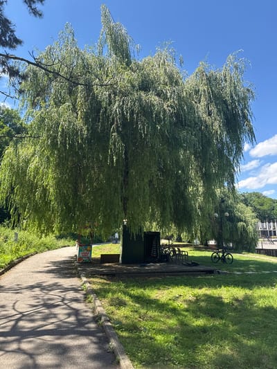 A mature weeping willow tree dominates the center of the frame, its long, drooping branches creating a shaded canopy over a grassy area. Beneath the tree, a small wooden structure is visible, equipped with chairs and tables, suggesting a resting area. A bicycle is parked on the grass near a lamppost with two globes. To the left of the willow tree, a paved path curves away into the distance, lined with vegetation. A small cart with colorful signage is positioned on the edge of the path, near the base of the willow. In the background, a building with white columns can be seen, and beyond that, a line of trees forms the horizon. The sky is a clear blue with a few scattered white clouds. The scene appears to be a park or public space, likely in Nalchik, Russia, given the context. There are no people actively engaged in any actions within the frame.