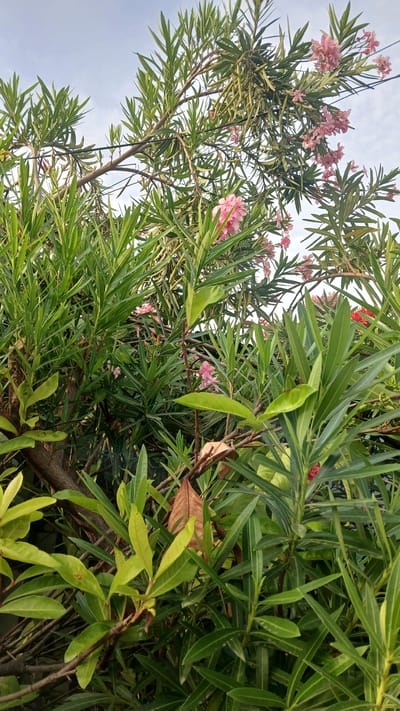 The image shows a close-up view of a flowering shrub, likely an oleander, with pink blossoms and elongated green leaves against a partially cloudy sky. The shrub appears dense and overgrown, with some dead leaves visible within the foliage. The perspective is from below, looking upwards into the plant. No people are visible. Based on the request, the location is Barcelona, Venezuela, but there are no specific landmarks or features in the image to confirm this.