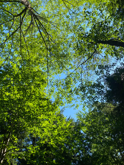 The image shows an upward view of a forest canopy against a clear blue sky. Sunlight filters through the bright green leaves of deciduous trees, creating a dappled effect. In the background, darker evergreen trees create a contrasting silhouette. The scene captures the natural environment of Duhamel, Canada, with no people or man-made objects visible. The focus is on the textures and colors of the foliage and the interplay of light and shadow.