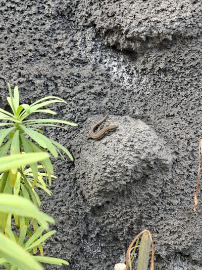 Two small lizards are resting on a rocky protrusion on a rough, dark grey, textured wall in Puerto de Santiago, Spain. A vibrant green leafy plant is in the foreground, partially obscuring the view of the wall. The texture of the wall is uneven with small indentations.