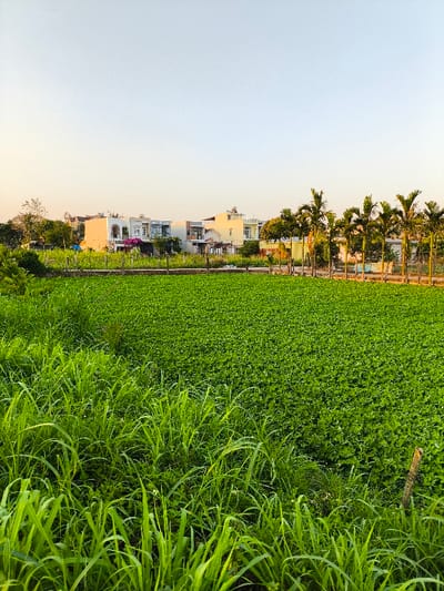 The image displays a static, wide-angle landscape captured in Thành phố Quảng Ngãi, Vietnam. The foreground is dominated by a vibrant green field. The immediate left foreground features taller, uncultivated grasses, while the majority of the field is covered by a dense, uniform crop with small, rounded green leaves. A weathered wooden stake is partially visible at the bottom right edge. A rudimentary fence line, composed of widely spaced thin wooden posts, separates the cultivated field from a narrow, unpaved strip in the midground. A parallel row of slender palm trees, consistent with areca palms, lines what appears to be a dirt road extending towards the background on the right. In the background, a cluster of modern residential buildings, varying in color (white, light grey, light yellow) and featuring multiple stories and distinct architectural elements, is visible, interspersed with trees and shrubbery. The sky overhead is clear and pale blue, with a subtle warm tint near the horizon on the left, suggesting either early morning or late afternoon lighting conditions. No human presence or activity is depicted.