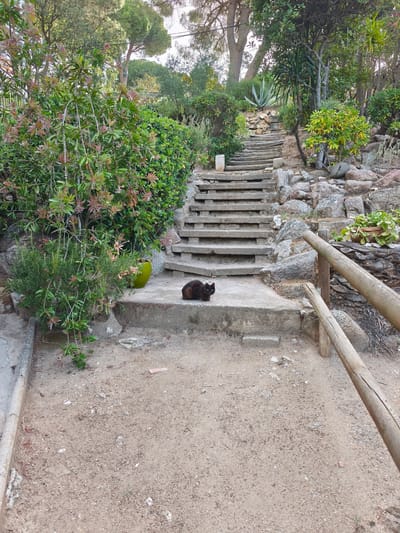 A black cat is sitting on the lower steps of a stone staircase in a garden in Platja D'aro, Spain. The staircase winds upwards through lush vegetation. There is a green planter to the left of the cat, and a wooden railing runs alongside the staircase. The ground in front of the stairs is covered in sand and small stones.