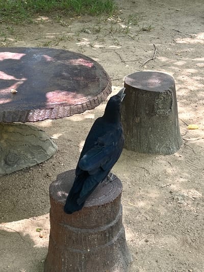 A black bird is perched on a short, cylindrical object made of concrete, resembling a tree stump, in an outdoor setting. The bird, facing away from the viewer and slightly to the left, has its head tilted upwards and its beak open. It is primarily black with dark blue iridescence on its wings. The surface of the object it stands on is textured and appears to be weathered.

To the left of the bird and the stump, a large, dark, circular object with a textured surface and a ridged edge, likely a table, is partially visible. Beneath the table, a large, grey, rock-like structure is also present. The ground surrounding these objects is sandy with scattered pebbles and sparse, dry grass. Sunlight filters through unseen foliage, casting dappled shadows on the ground and the objects. The background consists of more sandy ground and green vegetation. The overall scene suggests a park or an outdoor seating area. This scene is located in Hoa Thang Ward, Vietnam.