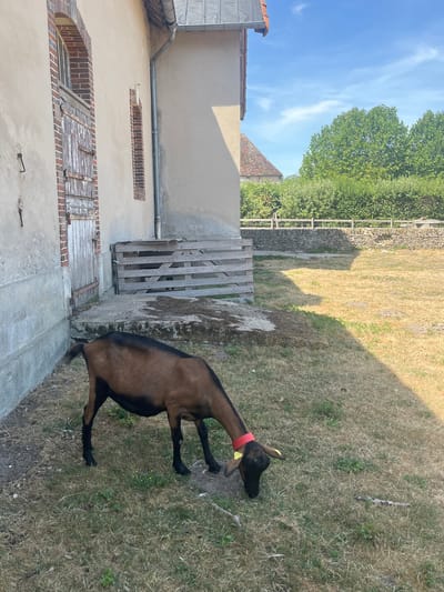A brown and black goat with a red collar and yellow tag is grazing in a dry, grassy yard next to a light-colored building. The building has a rustic wooden door with arched brick detailing and a small rectangular window. A wooden gate or fence is visible behind the goat. In the background, there is a stone wall and lush green trees under a bright blue sky with sparse white clouds. The scene appears to be outdoors on a sunny day. It is unknown if this location is in Rambouillet, France.
