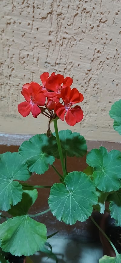 A cluster of vibrant red geranium flowers, with delicate petals and prominent stamens, bloom above a backdrop of large, textured green leaves. The flowers are positioned centrally in the frame, with one small bud still closed. The leaves are round and lobed, with visible veins. The background consists of a roughly textured, light brown wall. This image was taken in a city, likely outdoors, but the specific location within Kasansay, Uzbekistan cannot be determined from the visual information provided. No people are present in the image. The lighting suggests it is daytime.