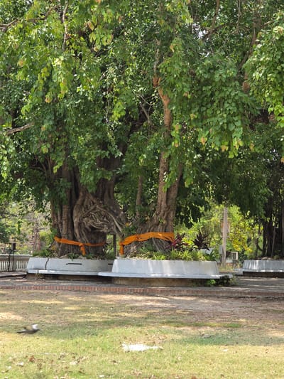 The image depicts a tranquil outdoor scene, likely within a temple ground or sacred park in Phra Nakhon Si Ayutthaya City Municipality, Thailand. The primary subject is a massive, ancient tree, possibly a Bodhi or sacred fig, which dominates the left side of the frame with its expansive, dense canopy of green, heart-shaped leaves. Its thick, gnarled trunk and visible roots are prominently featured, adorned in several places with draped lengths of saffron-colored fabric, indicative of religious veneration in Buddhist culture.
To the right of the tree, a low, light-grey concrete wall or bench-like structure runs horizontally, separating the tree area from a dirt path or exposed brick walkway. Beyond this path lies a well-maintained grassy lawn. In the far background, further greenery and other trees are visible, along with a partially obscured, light-colored box-like object mounted on a pole or wall. A small bird, dark-headed with a lighter body, is seen on the grass in the lower right portion of the frame.
The scene is illuminated by bright daylight, suggesting a sunny day, likely late morning or early afternoon, with dappled sunlight and shadows visible on the ground. There are no people visible, and no specific event or activity is taking place, contributing to a serene and peaceful atmosphere. The saffron cloths on the tree imply ongoing reverence. No discernible text is visible anywhere in the image.