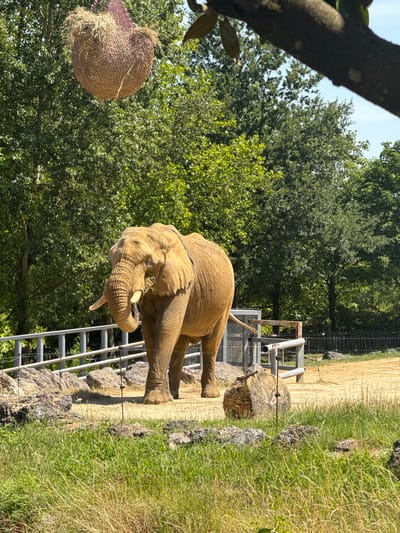 An African elephant is shown in an outdoor enclosure at the Beauval ZooParc in Saint-Aignan, France. The elephant is facing left and appears to be eating something from its trunk. The enclosure has a sandy ground, rocks, and a fence. In the background, there are lush green trees and a blue sky. A woven basket filled with hay hangs from a string in the upper left corner of the image. A tree branch with leaves is visible in the upper right.