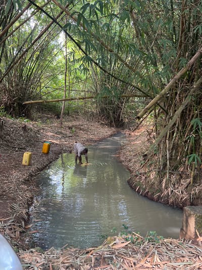 This image captures a narrow, shallow stream flowing through a dense bamboo forest in Logba Adzakoe, Ghana. The stream's water is murky and light brown, and its banks are composed of reddish-brown soil heavily layered with dried bamboo leaves and organic detritus. A single adult male, dressed in a light-colored shirt and dark trousers, stands bent at the waist, knee-deep in the center of the stream. He is actively rinsing or washing a large mass of light brown, fibrous material with both hands, causing concentric ripples on the water's surface. On the left bank of the stream, two yellow plastic jerrycans are visible; one stands upright, and the other lies on its side. The surrounding environment consists of a thick concentration of bamboo stalks and their leafy branches, forming a dense canopy overhead. Sunlight filters through this canopy, creating reflections and dappled light on the water. A single horizontal bamboo pole is suspended across the stream further back in the scene. A concrete block or structure is partially visible on the right bank.