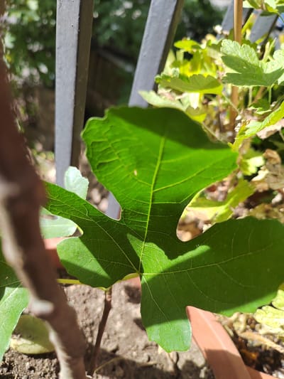 This is a close-up, upward-angled photograph of a bright green, multi-lobed leaf, likely from a fig tree. The leaf is the dominant subject, positioned in the foreground and filling a significant portion of the frame. It displays prominent veins and a slightly crinkled texture. Sunlight casts distinct shadows on the leaf, highlighting its intricate structure and suggesting it's a sunny day.
Behind the leaf, a dark, vertical metal bar, part of a railing or fence, runs along the left side of the image. Beyond the bar and the leaf, a blurry background reveals other green foliage, some appearing more yellowed or dried, and hints of a terracotta pot. The overall setting appears to be outdoors, possibly a garden or balcony, with natural light filtering through.
The photograph captures a moment of serene observation of nature. The focus on the leaf and the play of light and shadow create a sense of tranquility. There are no people visible, and no text is present in the image. The time of day is suggested to be daytime due to the strong sunlight and shadows. The location context provided is Soisy-sous-Montmorency, France.