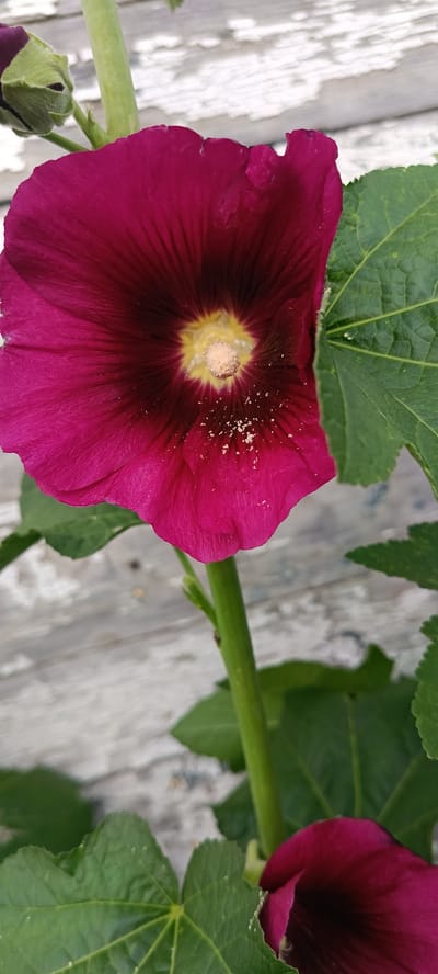 A close-up, eye-level, vertical, full-shot photograph captures a vibrant, deep magenta hollyhock bloom against a blurred background of weathered, white wooden planks. The flower, with its deeply ruffled petals and dark burgundy center, faces the viewer, revealing delicate yellow stamens dusted with light-colored pollen. The stem of the hollyhock is a bright green, and portions of large, serrated green leaves are visible on the right and bottom edges of the frame. A green bud, partially obscured, is situated to the upper left of the main bloom. The overall scene is one of natural beauty, with the flower appearing to be the primary subject. The location is identified as Nikolaevka, Russia.