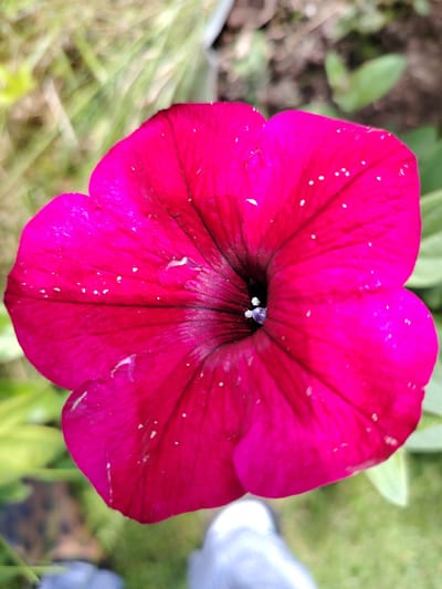 A vibrant, fuchsia-colored petunia flower dominates the foreground of this close-up, vertical shot. The flower's five petals are deeply veined and slightly ruffled, with a dark throat that transitions to a deep purple in the center. Small, white specks, possibly pollen or water droplets, are scattered across the petals. The background is softly blurred, showing hints of green grass, brown soil, and other foliage, suggesting an outdoor garden setting. A portion of a person's leg, clad in what appears to be light-colored trousers or jeans, is visible at the bottom of the frame, indicating the photograph was taken from a low angle. The scene is located in Soivolovskaya, Russia.