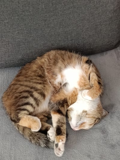 A calico cat is curled up asleep on a gray sofa. The cat's fur is a mix of brown, black, white, and orange. Its paws are tucked under its head, and its eyes are closed. The sofa is made of a textured fabric and appears to be in a home environment. There is no information in the image that indicates a location in Samar, Ukraine.