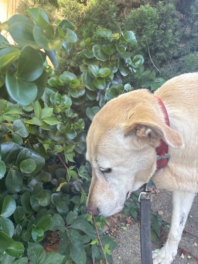 A light-colored dog with a red collar is sniffing dense green foliage and a portion of a conifer bush. The dog is on a leash. The scene appears to be outdoors, possibly in a garden or park, in Rehovot, Israel. The ground is a mixture of soil and stone.