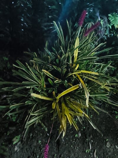 The image displays a variegated ornamental plant, approximately 0.5 to 1 meter in height, rooted in dark soil within the city of Tarqumiyah, Palestinian Territory. The plant exhibits lanceolate leaves with green and pale yellow or cream striations. Three distinct dark pink to purplish, brush-like inflorescences are visible: two upright in the upper right quadrant and one pendant in the lower left quadrant. The background is composed of out-of-focus dark foliage. The scene is illuminated by an apparent artificial light source in low-light conditions, possibly nocturnal. No human figures or discernible activity are depicted.