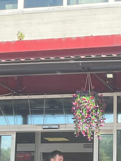 The image shows the exterior of a building with a red awning. Above the awning, a small plant is growing on the white siding. A hanging basket filled with pink and purple flowers is suspended from the underside of the awning. Large glass windows are visible behind the awning. Part of a person's head is visible in the lower right corner. The building appears to be a commercial establishment.