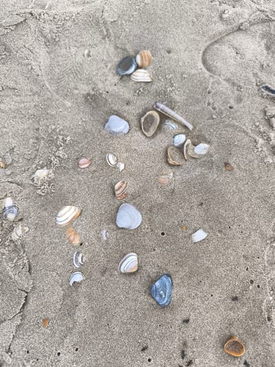 The image depicts a close-up view of a sandy surface strewn with numerous seashells. The sand is light brown, with varying textures and subtle indentations. The seashells are of different sizes, shapes, and colors, ranging from white, light blue, and brown to striped patterns. There are no people or animals visible in the image. The location is not discernible within the city of Bergen, Netherlands, based solely on this image.