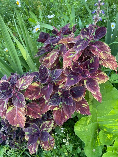 This is a close-up, eye-level, outdoor photograph of a garden in Ufa, Russia. The primary subject is a coleus plant with richly colored, variegated leaves in shades of deep purple, burgundy, and chartreuse green. The leaves are serrated and have a slightly ruffled texture, with some appearing to have water droplets on them. In the background, other garden plants are visible, including tall, slender green leaves that appear to be iris or gladiolus, small white flowers that resemble daisies and clover, and a larger green leafy plant with a prominent central vein. A slender stalk with small purple and blue flowers emerges from the coleus plant. The overall impression is of a lush, vibrant garden in natural light, likely during the daytime.