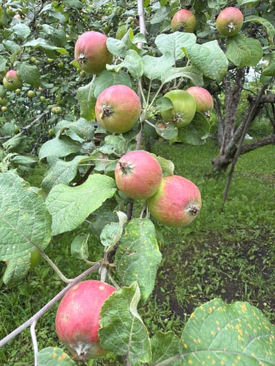 The image shows an apple tree with several ripe apples. The apples are red and green, and some are partially obscured by leaves. The tree is in a garden or orchard. The location is identified as Petukhi, Russia. The overall scene depicts a natural environment with a focus on the fruit-bearing tree. There are no people visible in the image. The lighting suggests it is daytime, likely outdoors.