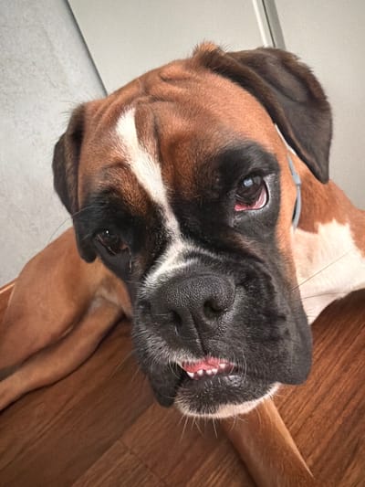 The media file is a close-up, tilted photograph of a boxer dog's face. The dog is brindle colored with white markings on its chest and muzzle. Its eyes are open and dark, and its mouth is slightly open, revealing its teeth and pink gums. The dog appears to be lying down on a wooden floor, with its body partially visible. The background includes a light-colored wall and possibly a doorway or cabinet. The lighting suggests an indoor setting, possibly during the daytime. The overall mood of the image is candid and relaxed, capturing the dog in a moment of repose or perhaps playful anticipation. No text is visible in the image. The location is identified as Lissone, Italy.
